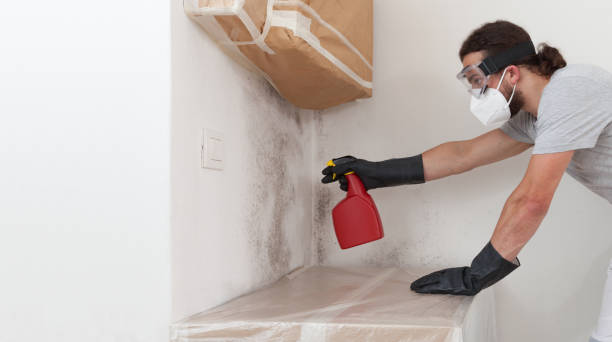Professional Basement Mold Removal technician working in Lebanon, TN