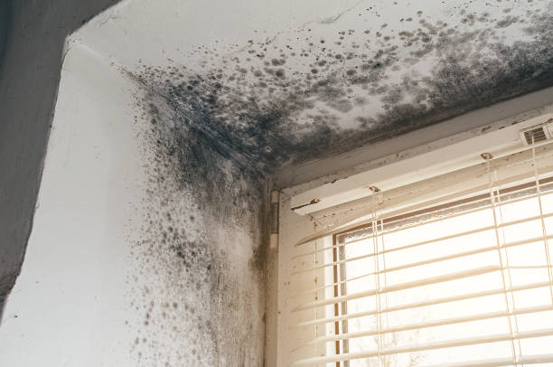 Affordable Basement Mold Removal solutions in Lebanon, TN