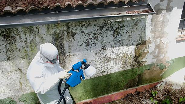 Top rated local Basement Mold Removal specialists in Lebanon, TN
